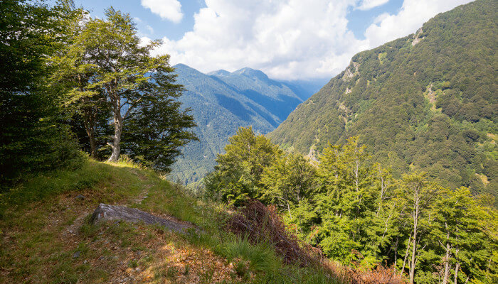 Blick auf Wälder und ein Tal im Sommer