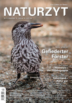 Cover Dezember 2015 mit Tannenhäher des NATURZYT Magazin mit Verlinkung auf Yumpu