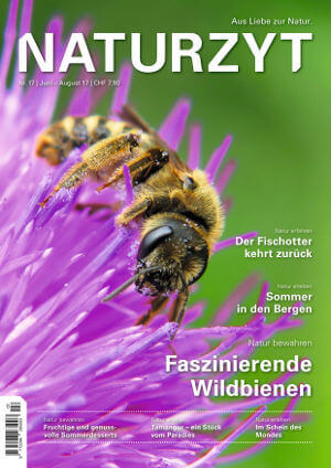 Cover Juni 2017 mit Biene auf Blüte des NATURZYT Magazin mit Verlinkung auf Yumpu