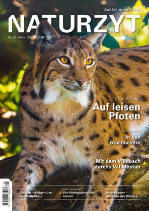 Cover März 2018 mit Luchs des NATURZYT Magazin mit Verlinkung auf Yumpu