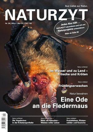 Cover März 2022 Fledermaus des NATURZYT Magazin mit Verlinkung auf Yumpu