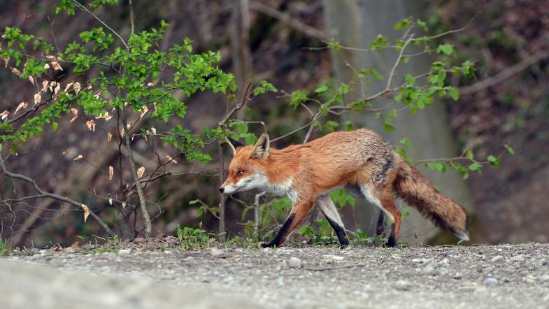 Fuchs auf einem Gehweg