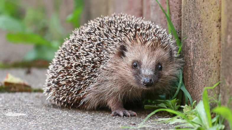 Igel lehnt an Wand auf einer Strasse